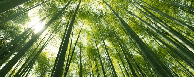 竹子养殖技巧及注意事项 竹子养殖技巧及注意事项是什么