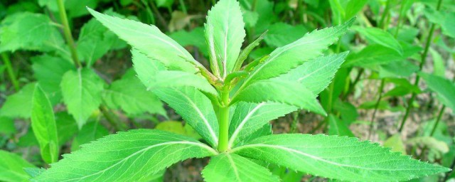 南沙参种植技术和要领 南沙参简单实用种植技术