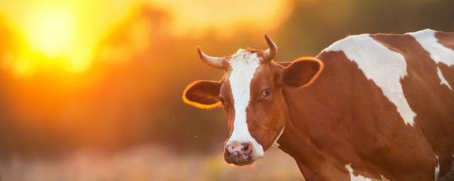 保护生物多样性宣传语 保护生物多样性宣传语有哪些