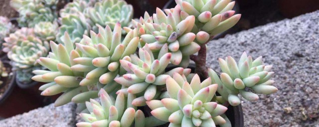 老桩多肉的种植技巧 老桩多肉怎样种植