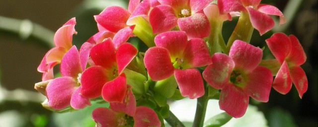 清除花盆里小蜜虫的妙招 怎么清除花盆里小蜜虫