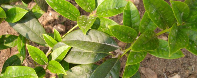 桂花树的种植技巧思路 桂花树可以露天过冬吗