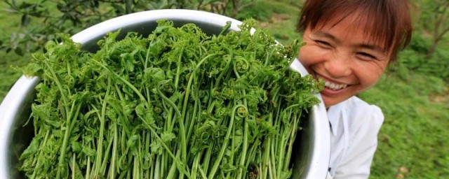 拳头菜种植技巧 蕨菜的种植技巧