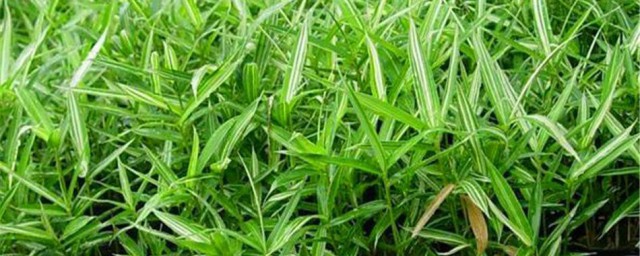 移栽竹子苗的技巧 怎样提高竹子移栽成活率