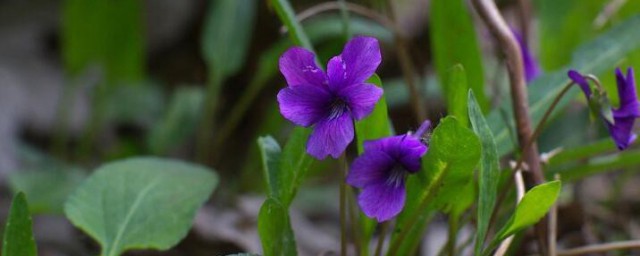 紫花地丁可以泡水喝吗 紫花地丁可不可以泡水喝