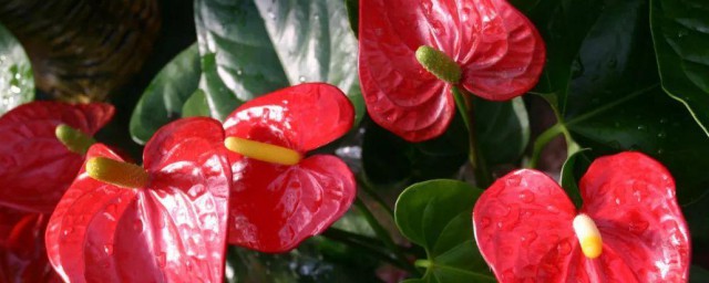 鹅掌红植物养殖技巧 怎样养鹅掌红