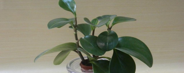 碧玉分株技巧 绿植碧玉的繁殖技巧