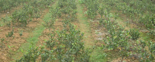 高产油茶的种植方法 高产油茶如何管理