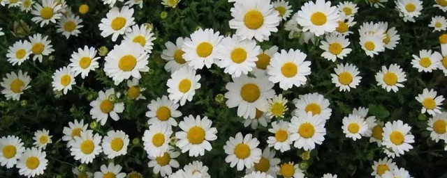 雏菊种植技巧详解 雏菊种植技巧简介