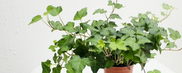 常青藤种植技巧 常青藤种植的六个要点