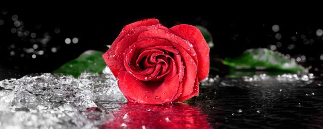 玫瑰花的折法 玫瑰花如何折