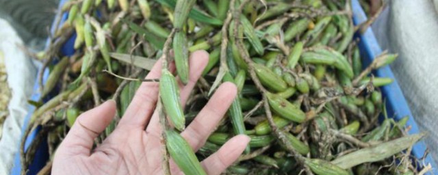 石豆兰的功效与作用 石豆兰有什么功效与作用