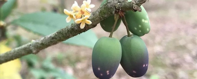 桂花果可以晒干泡水喝吗 桂花果可不可以晒干泡水喝