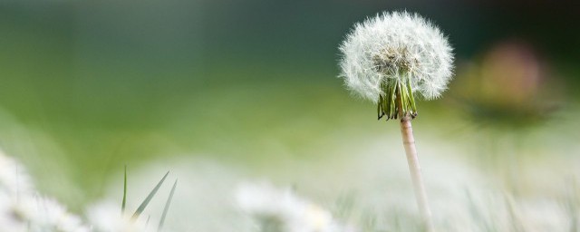 蒲公英根泡水一天用量 蒲公英根的作用