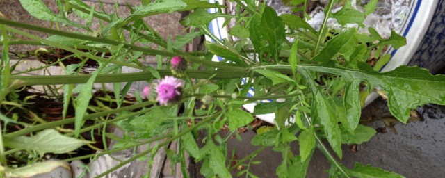 种苦荬菜的方式步骤 苦荬菜的种植方法