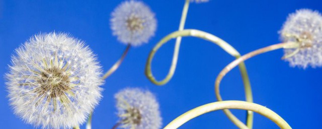 蒲公英毛球是花还是种子 蒲公英简介