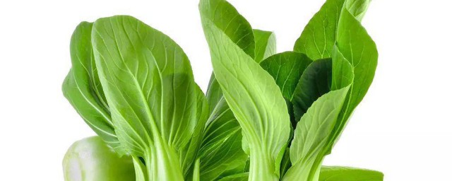 小油菜的保存技巧 小油菜的保存技巧分享