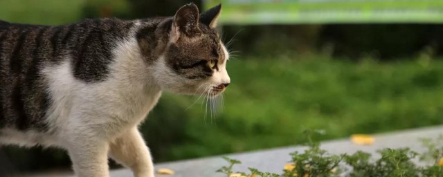 精确抱起猫咪的技巧 怎样精确抱起猫咪