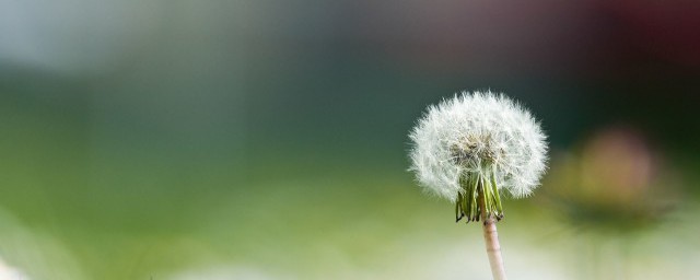 蒲公英的花是什么样 蒲公英的花是咋样的