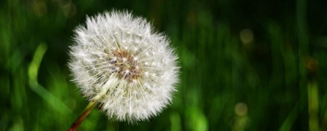 蒲公英的果实是什么样子的 蒲公英的果实样子描述