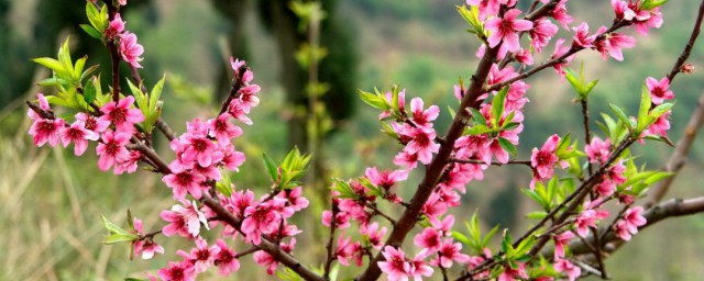 清明节开什么花 清明节开的花