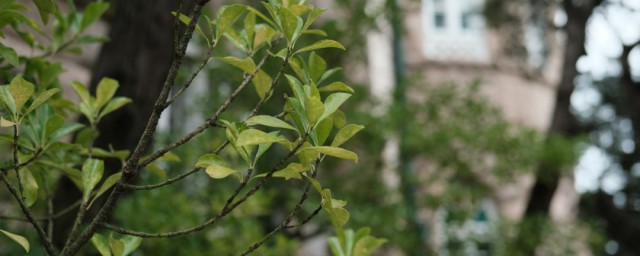 正月种植法国冬青的养殖技巧 正月种植法国冬青的养殖技巧简单简介