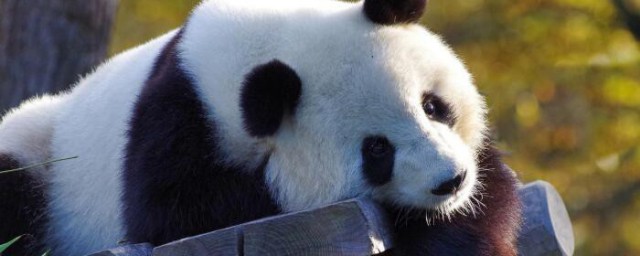 如何介绍大熊猫 怎么介绍大熊猫