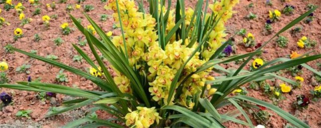 怎样有效阻止大花蕙兰花苞脱落 怎样避免大花蕙兰花苞脱落