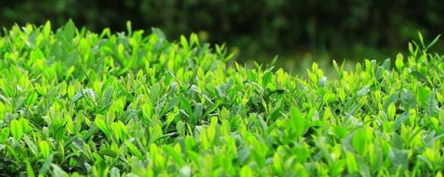 清明茶的功效与作用 清明茶有什么功效与作用