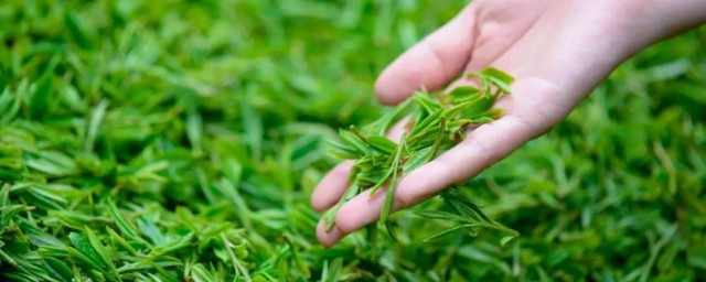 喝清明茶有什么好处 喝清明茶好处简介