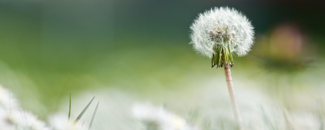 喝蒲公英根茶有什么好处 喝蒲公英根茶的好处