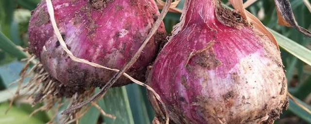 鲜大蒜怎样保存技巧 鲜大蒜保存技巧简介