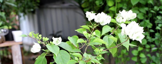 紫荆花的盆栽养殖办法 紫荆花的盆栽怎么养殖