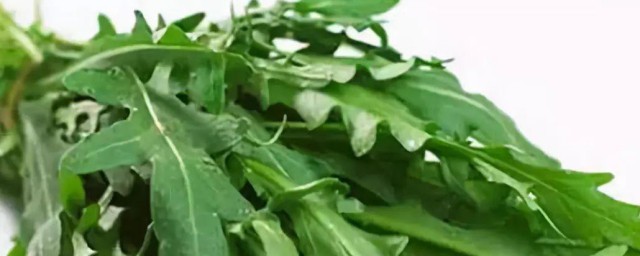 家庭种植芝麻菜的技巧 种植芝麻菜技巧技巧