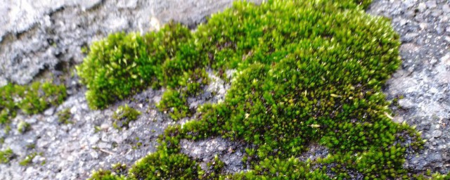 水泥地青苔去除小妙招 水泥地青苔怎样去除