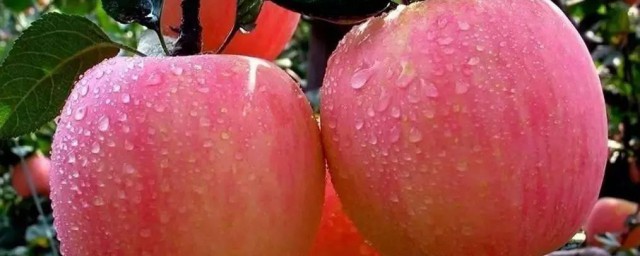 苹果去蜡的小妙招 苹果去蜡的技巧简介