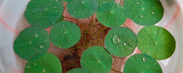 鱼缸碗莲无土水培技巧 碗莲水培技巧分享