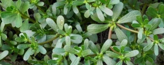 马须菜保存技巧 马须菜怎样保存