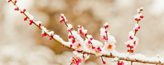 踏雪寻梅的诗句 踏雪寻梅全诗内容