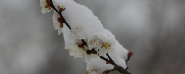 踏雪寻梅下一句 踏雪寻梅出自哪里