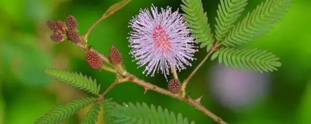 含羞草作文三年级 含羞草作文三年级范文