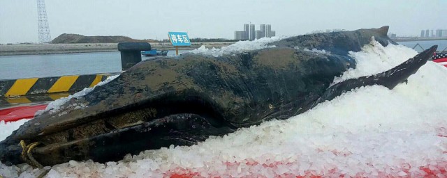 鲸鱼搁浅为什么救不了 鲸鱼搁浅救不了的原因