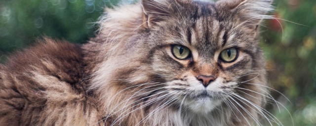 缅因猫的精确养殖技巧 缅因猫饮食上有什么要求呢