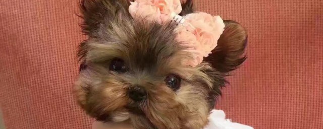 约克夏犬优缺点 约克夏犬优缺点简介