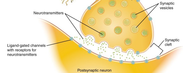 神经递质的化学本质 神经递质的化学本质是什么?