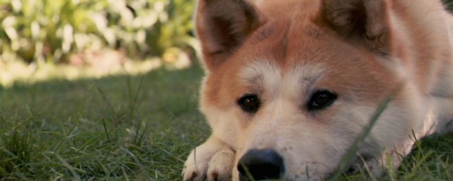 忠犬八公中的狗是什么品种 忠犬八公中的狗简介