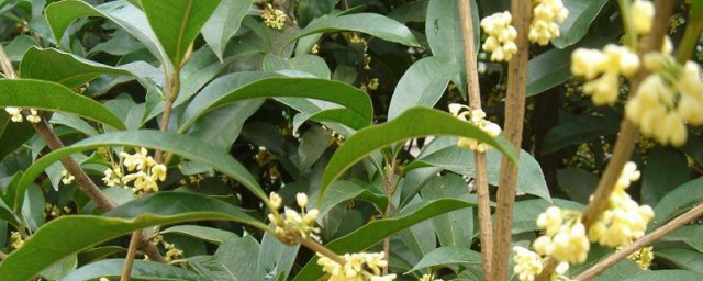 桂花树的特点是什么 桂花树有哪些特点
