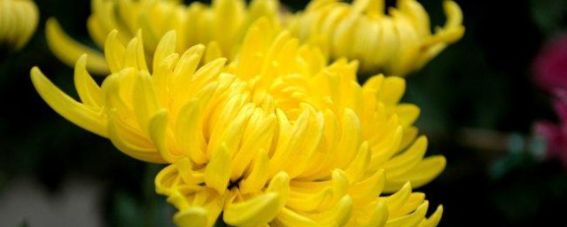 菊花的含义 菊花的寓意简介