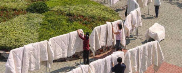 肉桂能除螨吗 肉桂能不能除螨