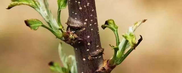 苹果树刻芽最佳技巧 苹果树怎样刻芽